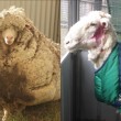 Australia: tosata pecora selvatica, record 40 kg di lana 01