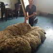 Australia: tosata pecora selvatica, record 40 kg di lana 02