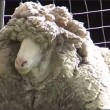 Australia: tosata pecora selvatica, record 40 kg di lana 03