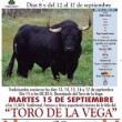 Toro de la Vega ucciso: Spagna, scontri con animalisti