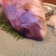 VIDEO YOUTUBE: pesce usato per sashimi salta via dal piatto 02