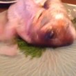 VIDEO YOUTUBE: pesce usato per sashimi salta via dal piatto 03