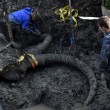 Agricoltore scava il suo campo e trova scheletro di Mammut