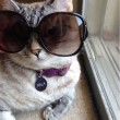 Nala, la gattina che ha 3,2 mln di seguaci su Instagram2