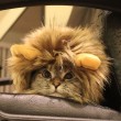 Nala, la gattina che ha 3,2 mln di seguaci su Instagram8