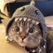Nala, la gattina che ha 3,2 mln di seguaci su Instagram7