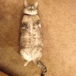 Nala, la gattina che ha 3,2 mln di seguaci su Instagram6