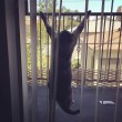Nala, la gattina che ha 3,2 mln di seguaci su Instagram5