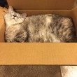 Nala, la gattina che ha 3,2 mln di seguaci su Instagram4