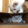 Nala, la gattina che ha 3,2 mln di seguaci su Instagram3