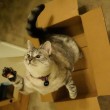 Nala, la gattina che ha 3,2 mln di seguaci su Instagram