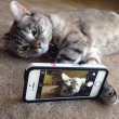 Nala, la gattina che ha 3,2 mln di seguaci su Instagram13