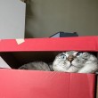 Nala, la gattina che ha 3,2 mln di seguaci su Instagram