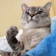 Nala, la gattina che ha 3,2 mln di seguaci su Instagram10