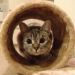 Nala, la gattina che ha 3,2 mln di seguaci su Instagram9