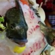 Pesce usato per sashimi trema nel piatto 3