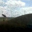migliaia di api ricoprono auto polizia3