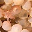 Nella baia di Port Philip una mamma polpo cova la sua nidiata. Un video cattura l'istante magico in cui le uova si schiudono e nasce un baby polpo03
