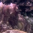 Nella baia di Port Philip una mamma polpo cova la sua nidiata. Un video cattura l'istante magico in cui le uova si schiudono e nasce un baby polpo04