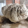 Chris, pecora merino entra nel Guinness: tosati 40 kg lana 01