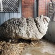 Chris, pecora merino entra nel Guinness: tosati 40 kg lana 02