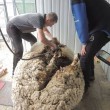 Chris, pecora merino entra nel Guinness: tosati 40 kg lana 03