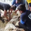 Chris, pecora merino entra nel Guinness: tosati 40 kg lana 04