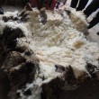 Chris, pecora merino entra nel Guinness: tosati 40 kg lana 06