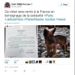 Russia regala a Francia cucciolo Dobrynia dopo morte Diesel 01