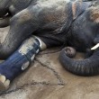 Elefante ha protesi senza gamba per colpa di una mina2