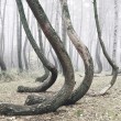 La foresta polacca con 400 pini con la base deforme 4