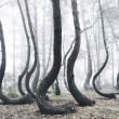 La foresta polacca con 400 pini con la base deforme 3