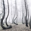 La foresta polacca con 400 pini con la base deforme 2