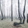 La foresta polacca con 400 pini con la base deforme