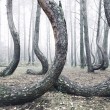 La foresta polacca con 400 pini con la base deforme 6