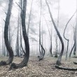 La foresta polacca con 400 pini con la base deforme 5