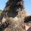 Marmotta presa per la calotta urla come una persona4