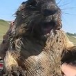 Marmotta presa per la calotta urla come una persona