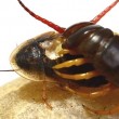 Millepiedi perfora guscio scarafaggio e lo divora