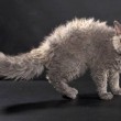 Selkirk Rex raro gatto nato da un randagio e un persiano