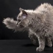 Selkirk Rex raro gatto nato da un randagio e un persiano2