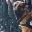 Saint Denis, nel blitz ucciso il cane poliziotto Diesel
