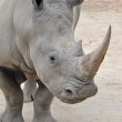 Nola, rinoceronte bianco morto. Ne restano solo tre FOTO 2