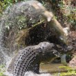 Australia, coccodrillo cannibale divora un cucciolo
