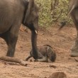 Elefantino nel fango: il branco lo aiuta ad uscire4