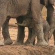 Elefantino nel fango: il branco lo aiuta ad uscire3