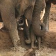 Elefantino nel fango: il branco lo aiuta ad uscire2