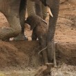 Elefantino nel fango: il branco lo aiuta ad uscire