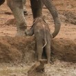 Elefantino nel fango: il branco lo aiuta ad uscire6