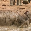 Elefantino nel fango: il branco lo aiuta ad uscire5